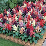 Vista Salvia Seeds Mixed-Color Upright Salvia Bloom Blend High Germination Garden Seeds heirloom non-gmo seeds