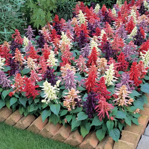 Vista Salvia Seeds Mixed-Color Upright Salvia Bloom Blend High Germination Garden Seeds heirloom non-gmo seeds