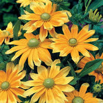 Prairie Sun Rudbeckia Seeds Green-Eyed Yellow Coneflower Variety High Germination Garden Seeds heirloom non-gmo seeds