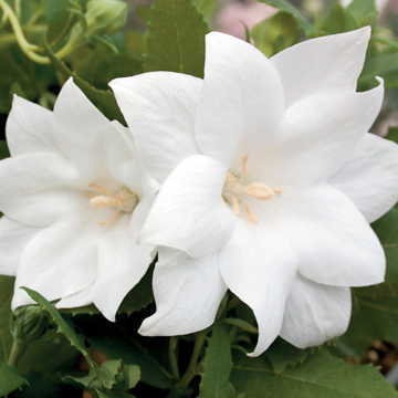 Astra Double White Balloon Flower Seeds Double White Platycodon Blooms High Germination Garden Seeds heirloom non-gmo seeds