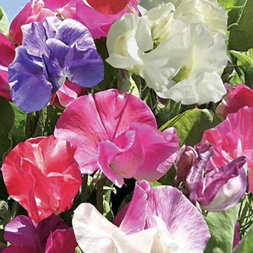 Formula Sweet Pea Seeds Villa Roma Fragrant Sweet Pea Blend High Germination Garden Seeds heirloom non-gmo seeds