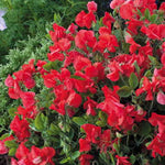 Villa Roma Scarlet Sweet Pea Seeds Bold Scarlet Fragrant Sweet Peas High Germination Garden Seeds heirloom non-gmo seeds