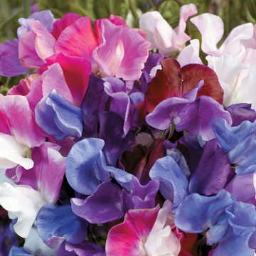 Melody Sweet Pea Seeds Fragrant Multi-Color Sweet Pea Blend High Germination Garden Seeds heirloom non-gmo seeds