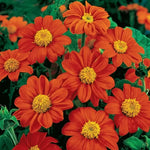 Fiesta Del Sol Mexican Sunflower Seeds Dwarf Orange Tithonia Variety High Germination Garden Seeds Helianthus annuus heirloom non-gmo seeds