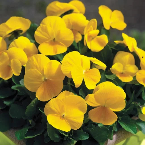 Clear Yellow Viola Seeds Bright Yellow Viola Blooms High Germination Garden Seeds heirloom non-gmo seeds