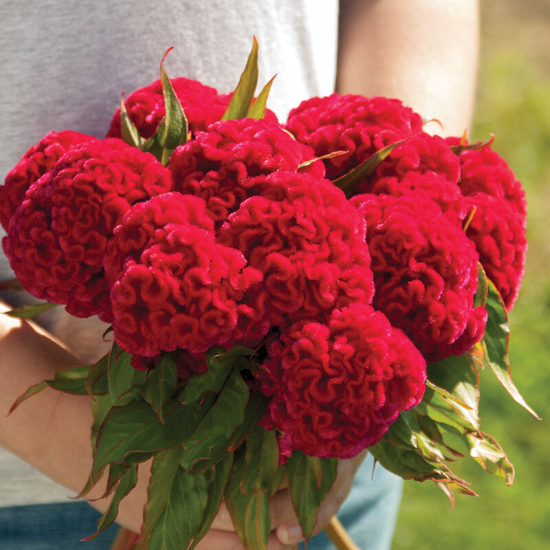 Celosia Flower Seeds, Heirloom, Non-GMO Vibrant Amaranthine Blooms for Summer Gardens for planting in home garden
