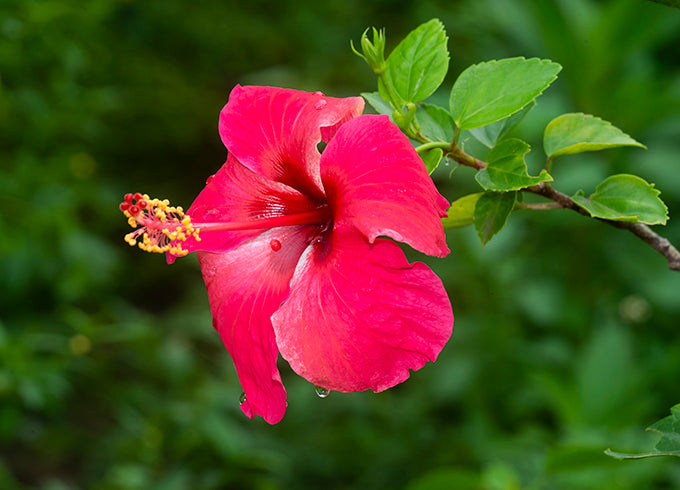 Red Pink Purple Hibiscus Flower Seeds Giant Exotic Blooms for Colorful Garden Planting