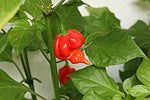 hot sauce preparation featuring Trinidad Scorpion Butch T peppers

