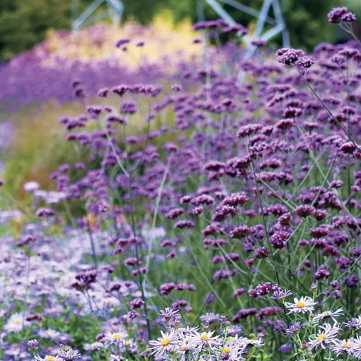 Finesse Verbena Seeds Soft Pastel Trailing Verbena Blooms High Germination Garden Seeds heirloom non-gmo seeds