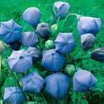Komachi Balloon Flower Seeds Unique Multi-Petal Balloon Flowers High Germination Garden Seeds heirloom non-gmo seeds
