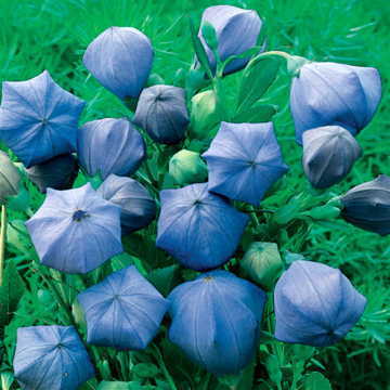 Komachi Balloon Flower Seeds Unique Multi-Petal Balloon Flowers High Germination Garden Seeds heirloom non-gmo seeds