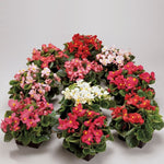 Ambassador Begonia Flower Seeds – Heirloom, Non-GMO Flower Seeds for Planting - Begonia for planting in home garden