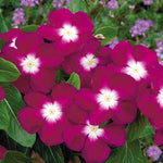 Burgundy Halo Vinca Seeds Deep Red Center Periwinkle Blooms High Germination Garden Seeds heirloom non-gmo seeds