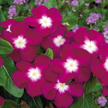 Burgundy Halo Vinca Seeds Deep Red Center Periwinkle Blooms High Germination Garden Seeds heirloom non-gmo seeds
