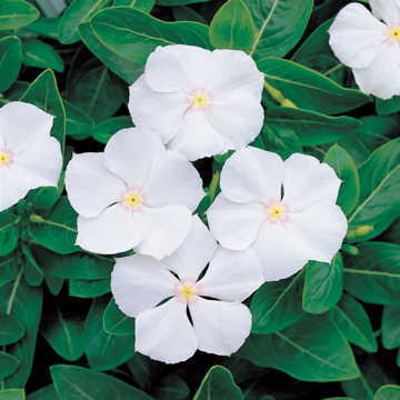 White Vinca Flower Seeds Pacifica Pure White Periwinkle Blooms High Germination Garden Seeds heirloom non-gmo seeds