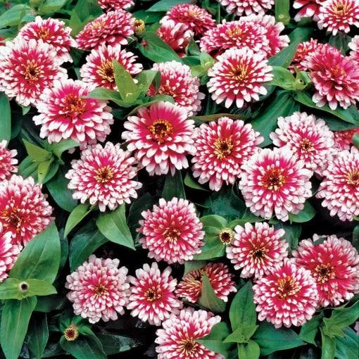 Cherry Ivory Zinnia Seeds Swizzle Bi-Color Decorative Zinnias High Germination Garden Seeds Zinnia elegans heirloom non-gmo seeds