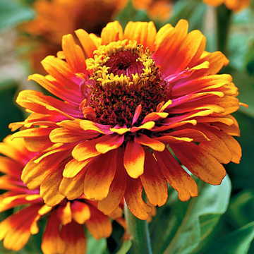 Zowie Yellow Flame Zinnia Seeds Bi-Color Yellow-Red Zinnias High Germination Garden Seeds Zinnia elegans heirloom non-gmo seeds
