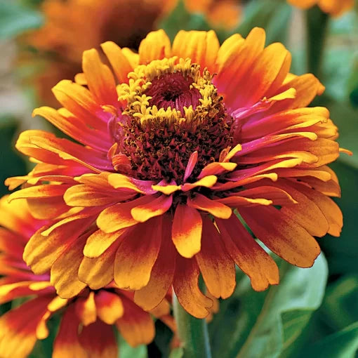 Zowie Yellow Flame Zinnia Seeds Bi-Color Yellow Flame Decorative Zinnia High Germination Garden Seeds Zinnia elegans heirloom non-gmo seeds