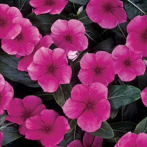Punch Vinca Flower Seeds Pacifica Bright Punch Pink Periwinkle High Germination Garden Seeds heirloom non-gmo seeds