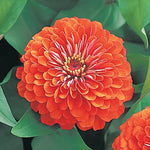 Dreamland Coral Zinnia Seeds Coral Pink Hybrid Garden Zinnias High Germination Garden Seeds Zinnia elegans heirloom non-gmo seeds
