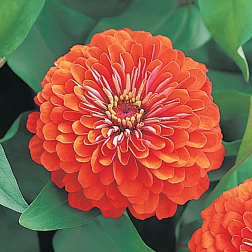 Dreamland Coral Zinnia Seeds Coral Pink Hybrid Garden Zinnias High Germination Garden Seeds Zinnia elegans heirloom non-gmo seeds