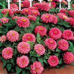 Dreamland Pink Zinnia Seeds Compact Hybrid Pink Zinnias High Germination Garden Seeds Zinnia elegans heirloom non-gmo seeds