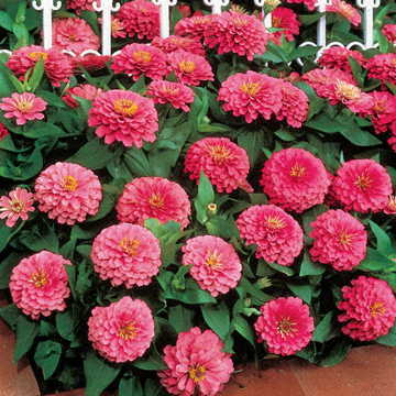 Dreamland Pink Zinnia Seeds Compact Hybrid Pink Zinnias High Germination Garden Seeds Zinnia elegans heirloom non-gmo seeds