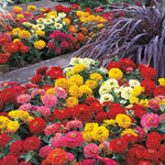 Hybrid Zinnia Seeds Dreamland Large Bloom High Germination Garden Seeds Zinnia elegans heirloom non-gmo seeds