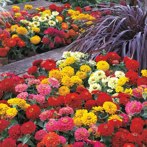 Hybrid Zinnia Seeds Dreamland Large Bloom High Germination Garden Seeds Zinnia elegans heirloom non-gmo seeds
