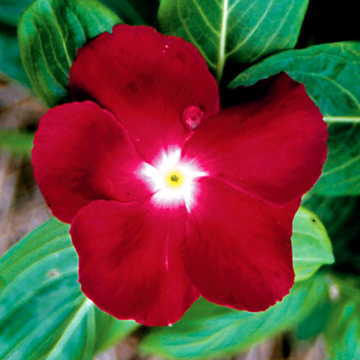 Dark Red Vinca Seeds Deep Crimson Jaio Periwinkle Variety High Germination Garden Seeds heirloom non-gmo seeds