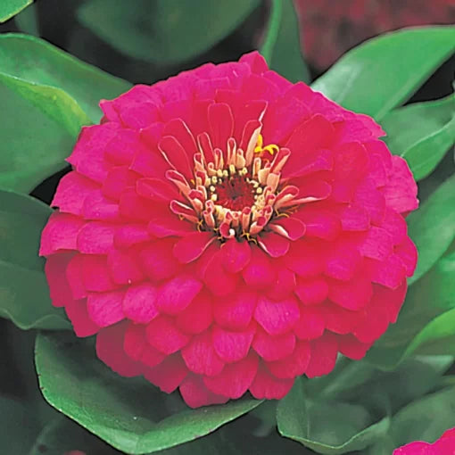 Dreamland Rose Zinnia Seeds Hybrid Rose-Pink Zinnia Blooms High Germination Garden Seeds Zinnia elegans heirloom non-gmo seeds