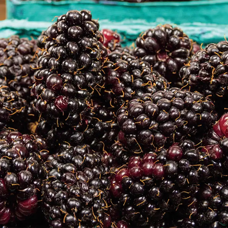 Marionberry (Rubus L. subgenus Rubus) Seeds