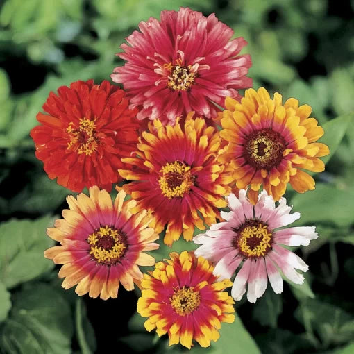 Whirligig Zinnia Seeds Multi-Color Pinwheel Style Zinnia Blooms High Germination Garden Seeds Zinnia elegans heirloom non-gmo seeds