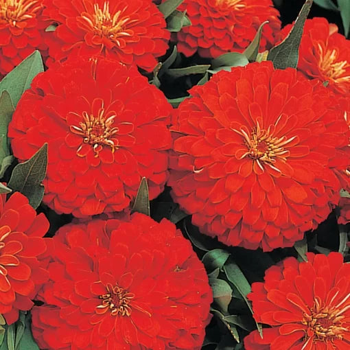 Dreamland Scarlet Zinnia Seeds Compact Scarlet Hybrid Zinnias High Germination Garden Seeds Zinnia elegans heirloom non-gmo seeds