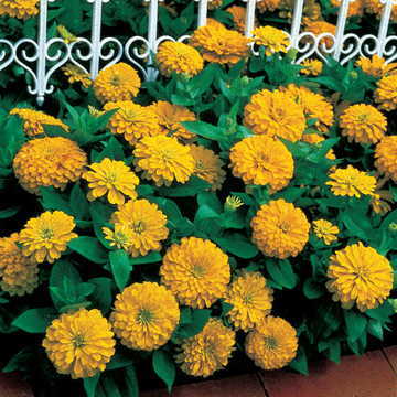 Yellow Dreamland Zinnia Seeds Compact Bedding Zinnia Variety High Germination Garden Seeds Zinnia elegans heirloom non-gmo seeds
