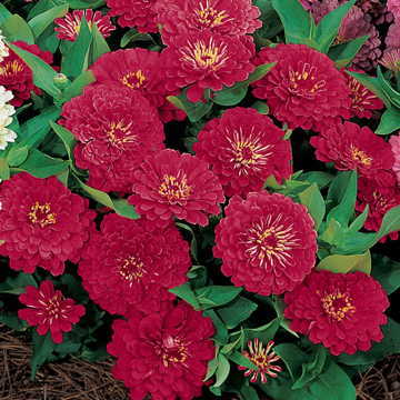 Dreamland Red Zinnia Seeds Hybrid Red Compact Zinnia Blooms High Germination Garden Seeds Zinnia elegans heirloom non-gmo seeds