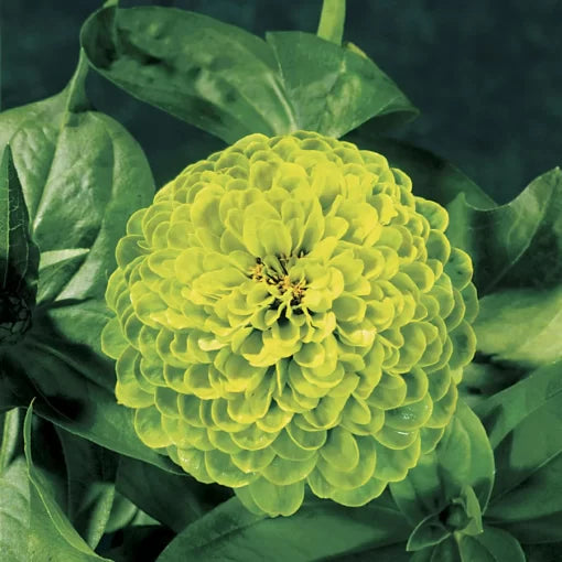 Envy Zinnia Seeds Chartreuse Green Zinnia Variety High Germination Garden Seeds Zinnia elegans heirloom non-gmo seeds