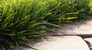 tall fescue lawn withstanding foot traffic and dry conditions

