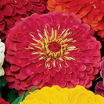 Carmine Rose Zinnia Seeds Park s Picks Pink-Red Zinnias High Germination Garden Seeds Zinnia elegans heirloom non-gmo seeds