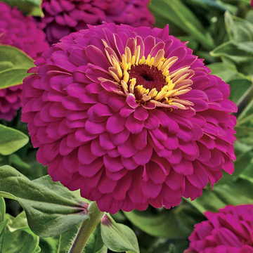 Uproar Rose Zinnia Seeds Large Rose-Pink Hybrid Zinnias High Germination Garden Seeds Zinnia elegans heirloom non-gmo seeds