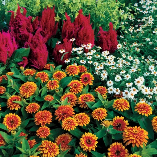 Swizzle Scarlet Yellow Zinnia Seeds Bi-Color Striped Zinnia Blooms High Germination Garden Seeds Zinnia elegans heirloom non-gmo seeds