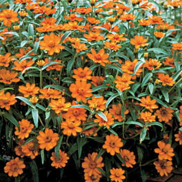 Crystal Orange Zinnia Seeds Bright Orange Decorative Zinnia Variety High Germination Garden Seeds Zinnia elegans heirloom non-gmo seeds