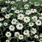 Crystal White Zinnia Seeds Pure White Blooming Zinnia Variety High Germination Garden Seeds Zinnia elegans heirloom non-gmo seeds