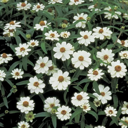 Crystal White Zinnia Seeds Pure White Blooming Zinnia Variety High Germination Garden Seeds Zinnia elegans heirloom non-gmo seeds