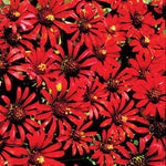 Red Spider Zinnia Seeds Unique Red Spiked Petal Zinnias High Germination Garden Seeds Zinnia elegans heirloom non-gmo seeds