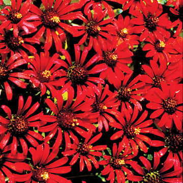 Red Spider Zinnia Seeds Unique Red Spiked Petal Zinnias High Germination Garden Seeds Zinnia elegans heirloom non-gmo seeds