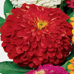 Deep Red Zinnia Seeds Park s Picks Vibrant Red Blooms High Germination Garden Seeds Zinnia elegans heirloom non-gmo seeds