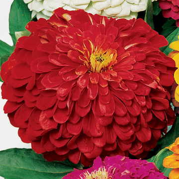 Deep Red Zinnia Seeds Park s Picks Vibrant Red Blooms High Germination Garden Seeds Zinnia elegans heirloom non-gmo seeds