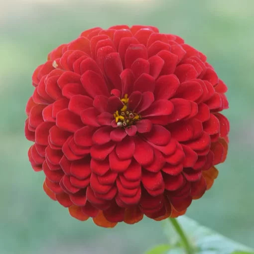 Park Picks Deep Red Zinnia Seeds Intense Deep Red Zinnia Variety High Germination Garden Seeds Zinnia elegans heirloom non-gmo seeds