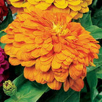 Coral Zinnia Seeds Vibrant Garden Zinnia Flowers High Germination Garden Seeds Zinnia elegans heirloom non-gmo seeds